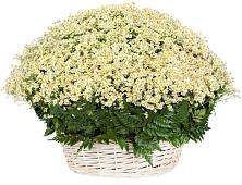 Цветочная композиция из Ромашки в корзине #REPLACE_PRED# Свободный